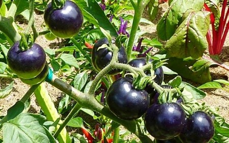 Ghé thăm vườn cà chua đen cực hot tại Đà Lạt