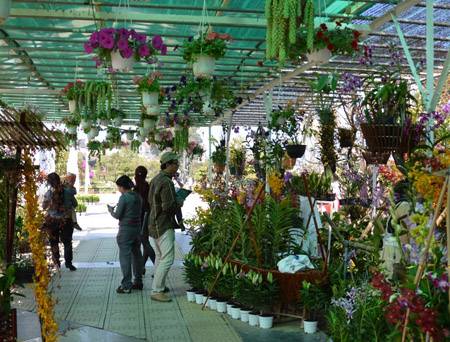 Thương Hiệu Hoa Đà Lạt - Ảnh 1 Thương Hiệu Hoa Đà Lạt - Ảnh 1