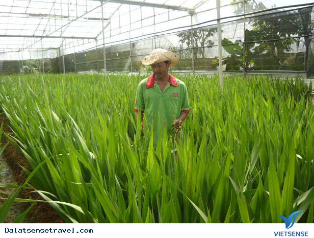 Trồng Hoa Lay Ơn Trong Nhà Kính - Ảnh 1 Trồng Hoa Lay Ơn Trong Nhà Kính - Ảnh 1