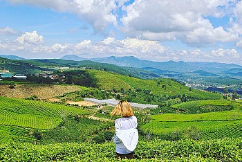 Đồi Chè Cầu Đất Ngát Xanh Giữa Lòng Đà Lạt
