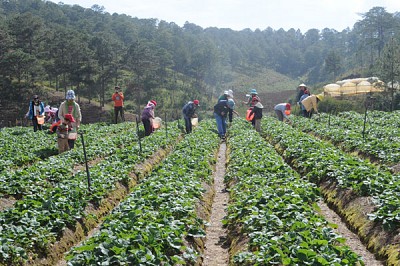 Đà Lạt: Phát Triển Du Lịch Nhà Vườn Đà Lạt: Phát Triển Du Lịch Nhà Vườn