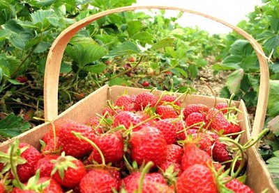 Dâu Tây Đà Lạt Dâu Tây Đà Lạt
