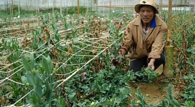 Hoa tặc hoành hành đất cao nguyên Hoa tặc hoành hành đất cao nguyên