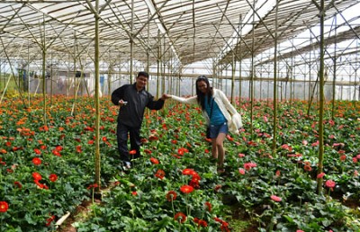 Làng Hoa Vạn Thành Đà Lạt Làng Hoa Vạn Thành Đà Lạt