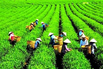 Lễ hội văn hóa Trà Đà Lạt Lễ hội văn hóa Trà Đà Lạt