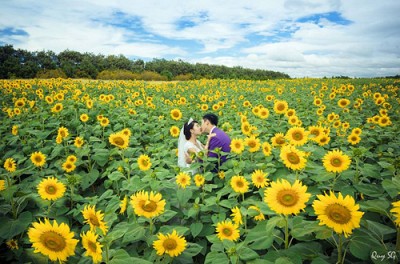 Mùa Hoa Hướng Dương, Cải Trắng Mùa Hoa Hướng Dương, Cải Trắng