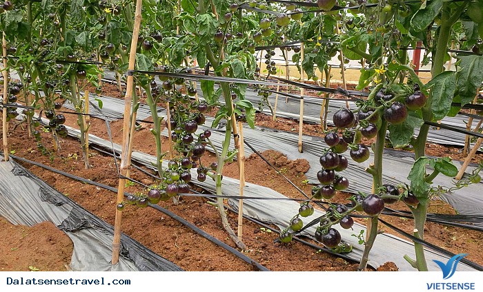 Check in tại vườn cà chua đen cực hot tại Đà Lạt - Ảnh 4 Check in tại vườn cà chua đen cực hot tại Đà Lạt - Ảnh 4