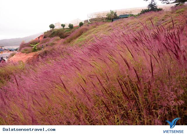 Bỏ Túi 5 Mẹo Nhỏ Chụp Ảnh Cực Xinh Khi Lên Đà Lạt - Ảnh 2 Bỏ Túi 5 Mẹo Nhỏ Chụp Ảnh Cực Xinh Khi Lên Đà Lạt - Ảnh 2