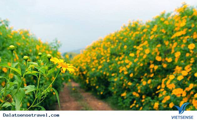 Bỏ Túi 5 Mẹo Nhỏ Chụp Ảnh Cực Xinh Khi Lên Đà Lạt - Ảnh 1 Bỏ Túi 5 Mẹo Nhỏ Chụp Ảnh Cực Xinh Khi Lên Đà Lạt - Ảnh 1