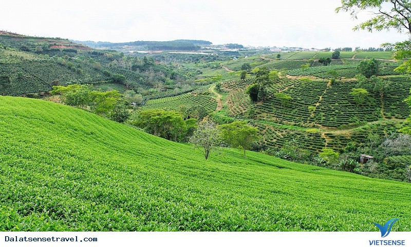 Có Một Đồi Chè Cầu Đất Ngát Xanh Giữa Lòng Đà Lạt - Ảnh 1