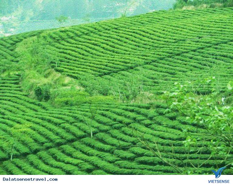 Có Một Đồi Chè Cầu Đất Ngát Xanh Giữa Lòng Đà Lạt - Ảnh 2