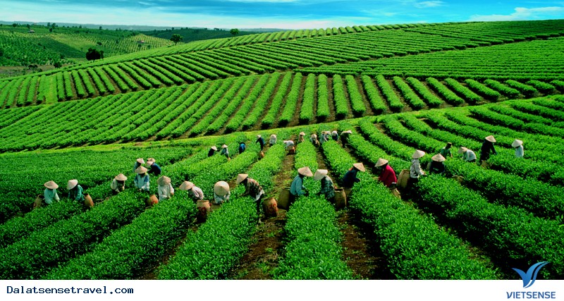 Có Một Đồi Chè Cầu Đất Ngát Xanh Giữa Lòng Đà Lạt - Ảnh 6