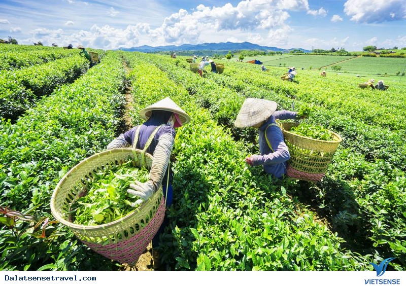 Có Một Đồi Chè Cầu Đất Ngát Xanh Giữa Lòng Đà Lạt - Ảnh 3