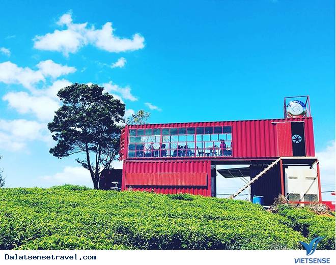 Có Một Đồi Chè Cầu Đất Ngát Xanh Giữa Lòng Đà Lạt - Ảnh 5