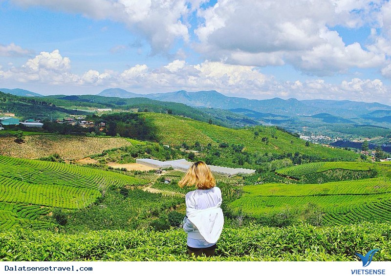 Có Một Đồi Chè Cầu Đất Ngát Xanh Giữa Lòng Đà Lạt - Ảnh 4