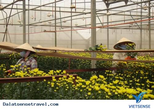 Ba Làng Hoa Nổi Tiếng Đà Lạt - Ảnh 2