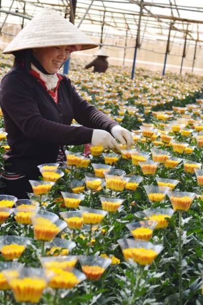 Ba Làng Hoa Nổi Tiếng Đà Lạt - Ảnh 1