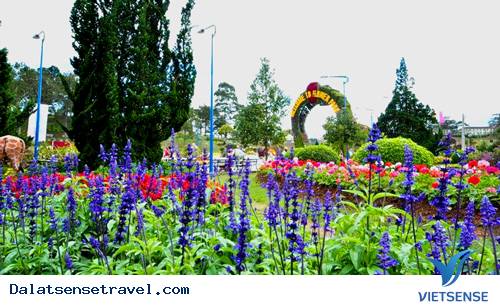 Cảnh Đà Lạt tết đẹp tuyệt vời