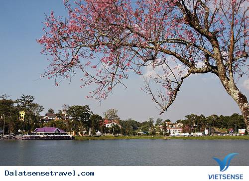 Cảnh Đà Lạt tết đẹp tuyệt vời