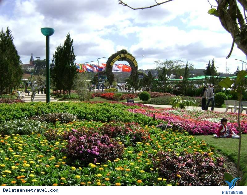 Cảnh Đà Lạt tết đẹp tuyệt vời