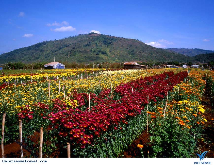 Cảnh Đà Lạt tết đẹp tuyệt vời