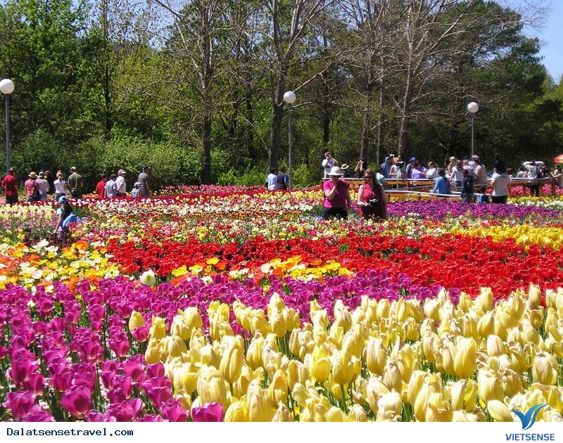 Cảnh Đà Lạt tết đẹp tuyệt vời