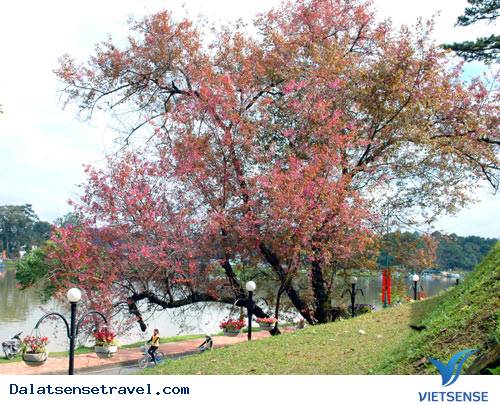 Cảnh Đà Lạt tết đẹp tuyệt vời