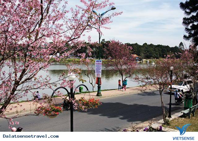 Cảnh Đà Lạt tết đẹp tuyệt vời