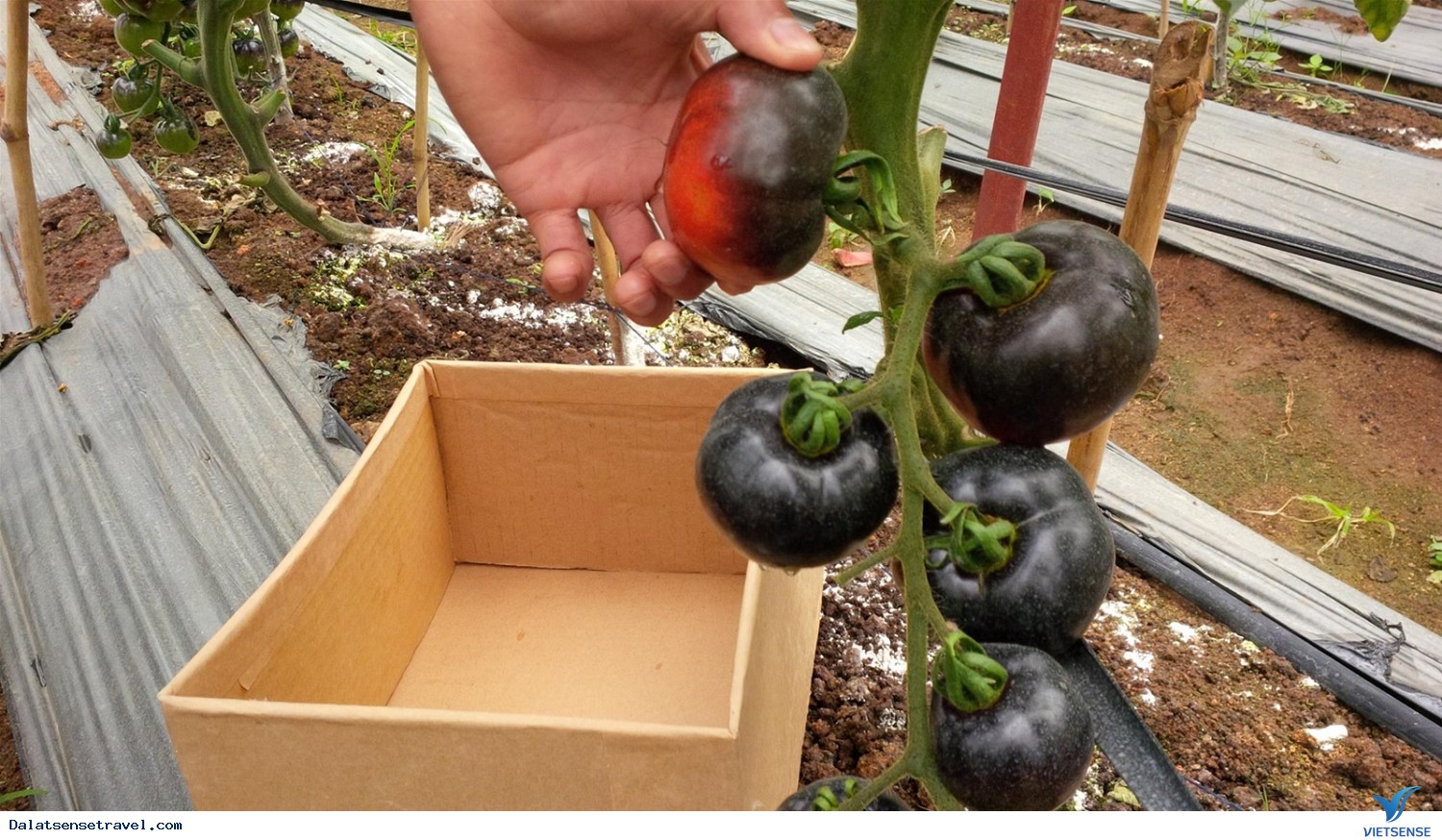 Check in tại vườn cà chua đen cực hot tại Đà Lạt - Ảnh 6 Check in tại vườn cà chua đen cực hot tại Đà Lạt - Ảnh 6