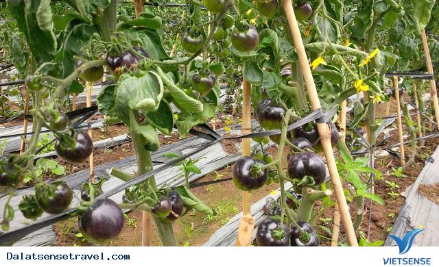 Check in tại vườn cà chua đen cực hot tại Đà Lạt - Ảnh 5 Check in tại vườn cà chua đen cực hot tại Đà Lạt - Ảnh 5