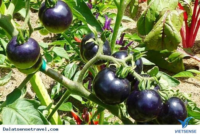 Check in tại vườn cà chua đen cực hot tại Đà Lạt - Ảnh 2 Check in tại vườn cà chua đen cực hot tại Đà Lạt - Ảnh 2