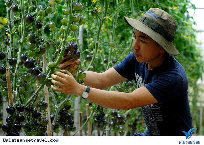 Check in tại vườn cà chua đen cực hot tại Đà Lạt - Ảnh 1 Check in tại vườn cà chua đen cực hot tại Đà Lạt - Ảnh 1