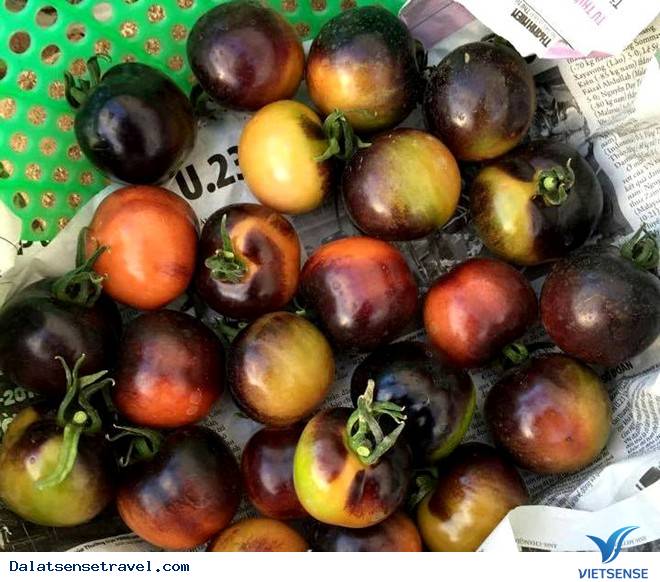 Check in tại vườn cà chua đen cực hot tại Đà Lạt - Ảnh 7 Check in tại vườn cà chua đen cực hot tại Đà Lạt - Ảnh 7