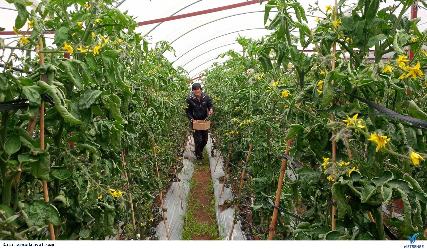Check in tại vườn cà chua đen cực hot tại Đà Lạt - Ảnh 8 Check in tại vườn cà chua đen cực hot tại Đà Lạt - Ảnh 8