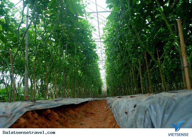 Check in tại vườn cà chua đen cực hot tại Đà Lạt - Ảnh 9 Check in tại vườn cà chua đen cực hot tại Đà Lạt - Ảnh 9