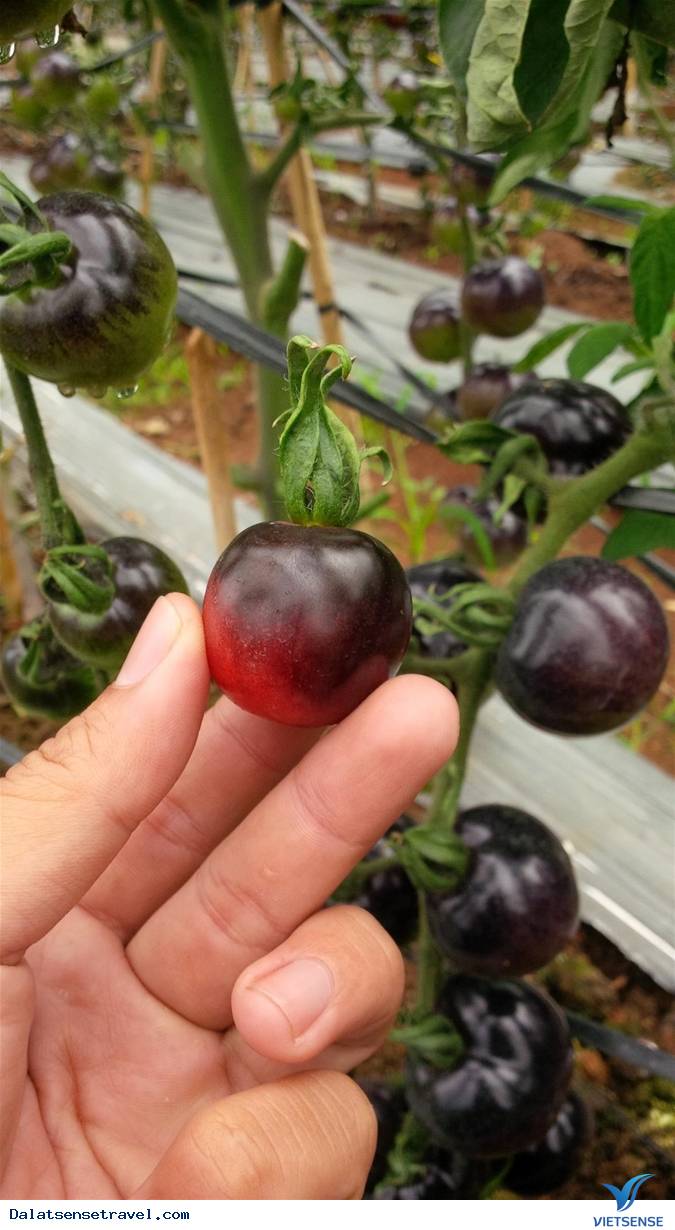 Check in tại vườn cà chua đen cực hot tại Đà Lạt - Ảnh 3 Check in tại vườn cà chua đen cực hot tại Đà Lạt - Ảnh 3