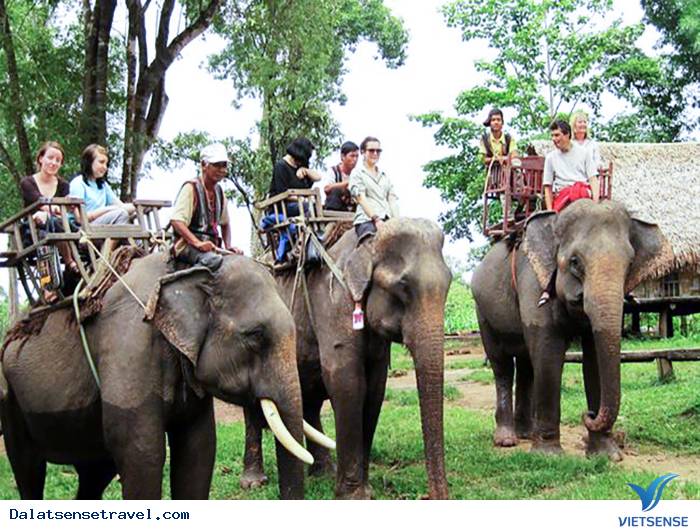 Cưỡi voi và đà điểu Cưỡi voi và đà điểu