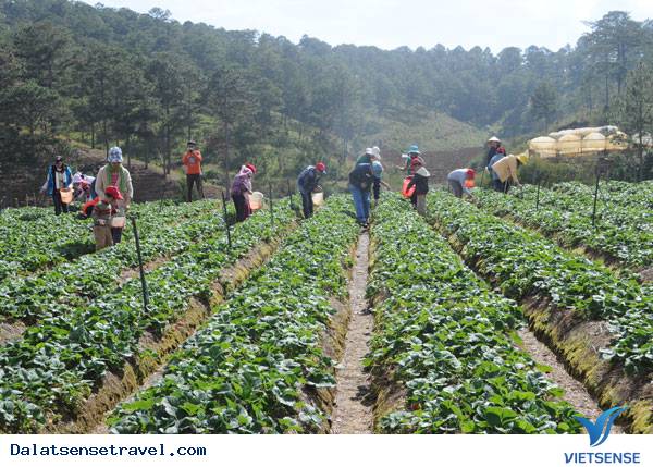 Phát Triển Trải Nghiệm Nhà Vườn Đà Lạt - Ảnh 1 Phát Triển Trải Nghiệm Nhà Vườn Đà Lạt - Ảnh 1