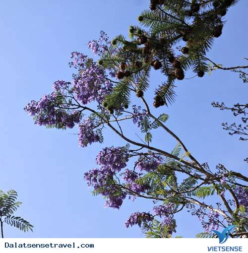 Đà Lạt Vào Mùa Hoa Phượng Tím - Ảnh 7