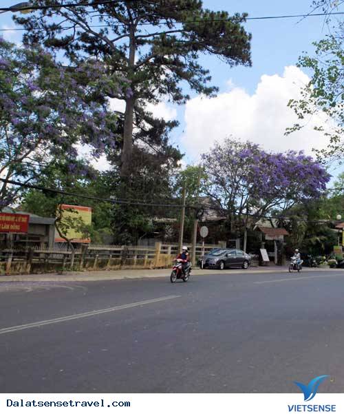 Đà Lạt Vào Mùa Hoa Phượng Tím - Ảnh 3