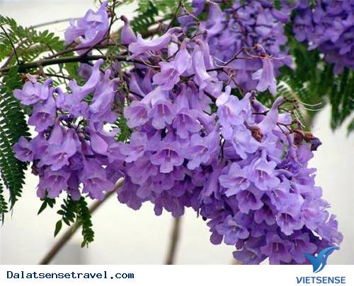 Đà Lạt Vào Mùa Hoa Phượng Tím - Ảnh 4