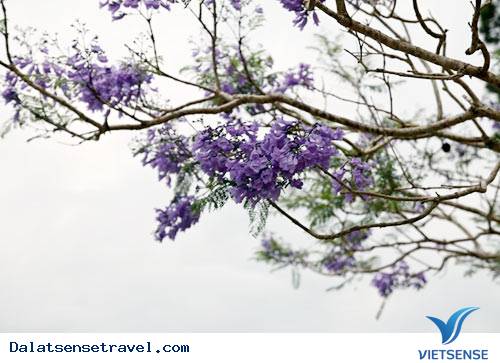 Đà Lạt Vào Mùa Hoa Phượng Tím - Ảnh 5