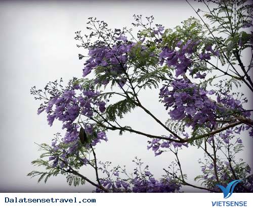 Đà Lạt Vào Mùa Hoa Phượng Tím - Ảnh 10