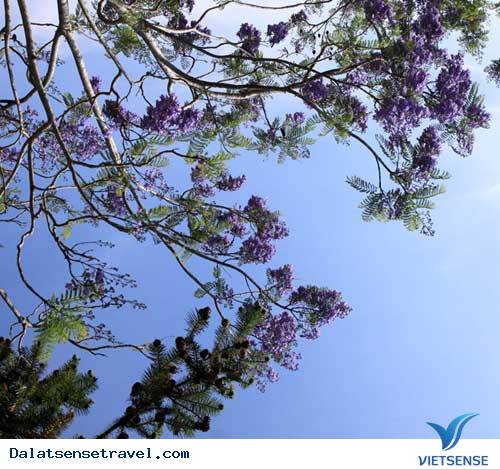 Đà Lạt Vào Mùa Hoa Phượng Tím - Ảnh 9