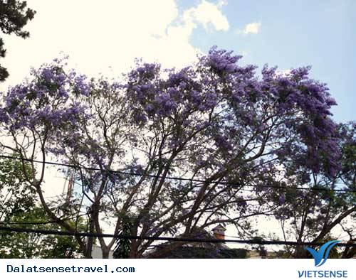 Đà Lạt Vào Mùa Hoa Phượng Tím - Ảnh 1