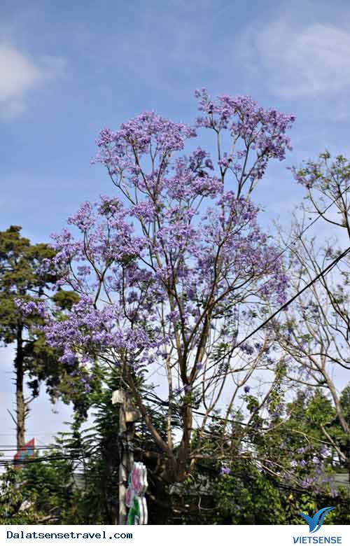 Đà Lạt Vào Mùa Hoa Phượng Tím - Ảnh 8