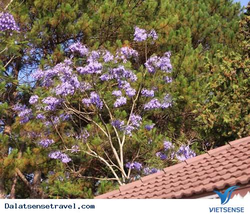 Đà Lạt Vào Mùa Hoa Phượng Tím - Ảnh 6