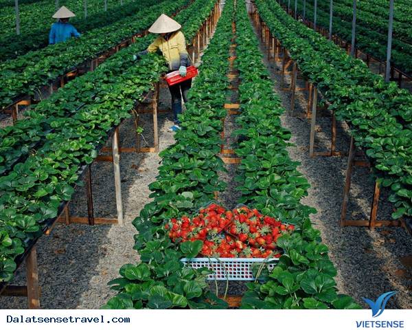 Đặc sản dâu tây Đà Lạt
