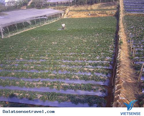 Dâu Tây Đà Lạt - Ảnh 5