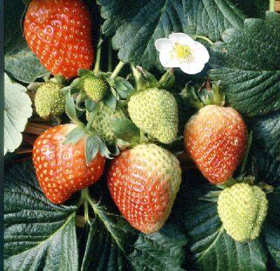 Dâu Tây Đà Lạt - Ảnh 4